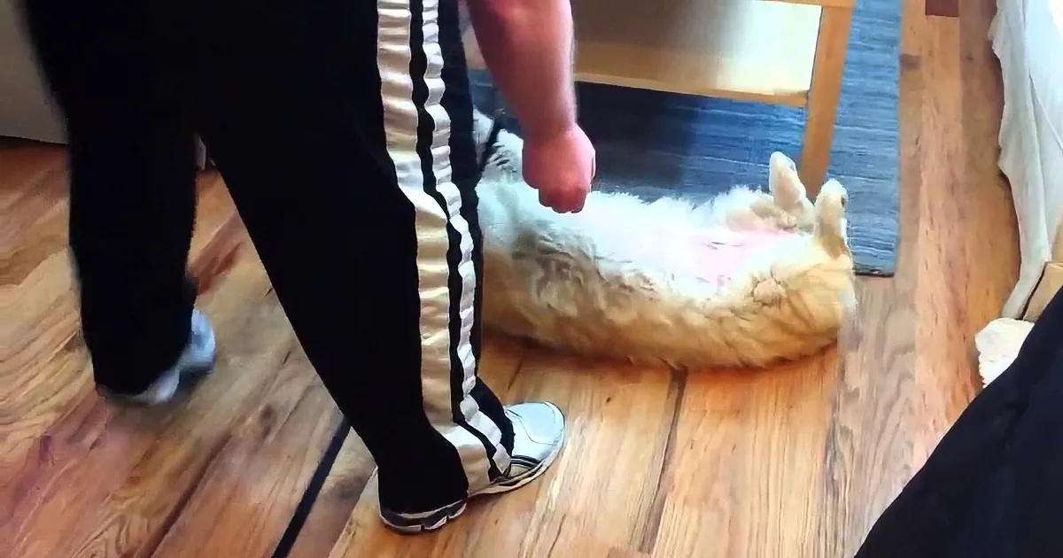 Corgi Puppy Argues in the Cutest Way Possible! You Need to See This!