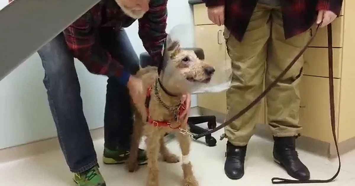 A dog with a red collar is being held by a person in a plaid shirt and jeans.