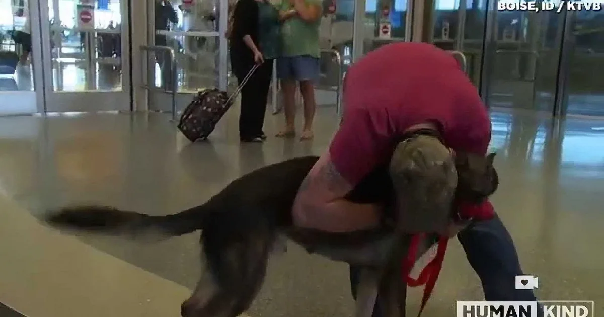 A person in a red shirt hugs a large dog in an airport terminal.