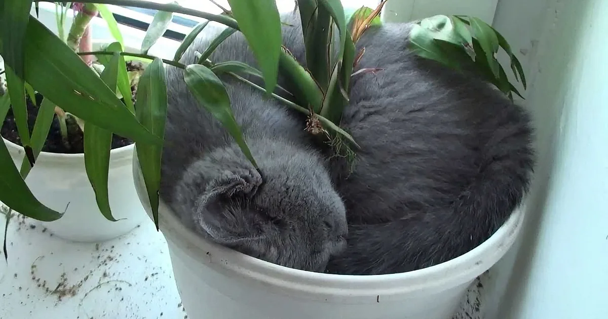 A gray cat is curled up inside a white pot with green plants around it.