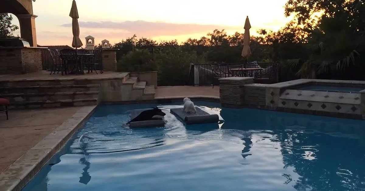 A polar bear is swimming in a pool surrounded by patio furniture and a sunset sky.