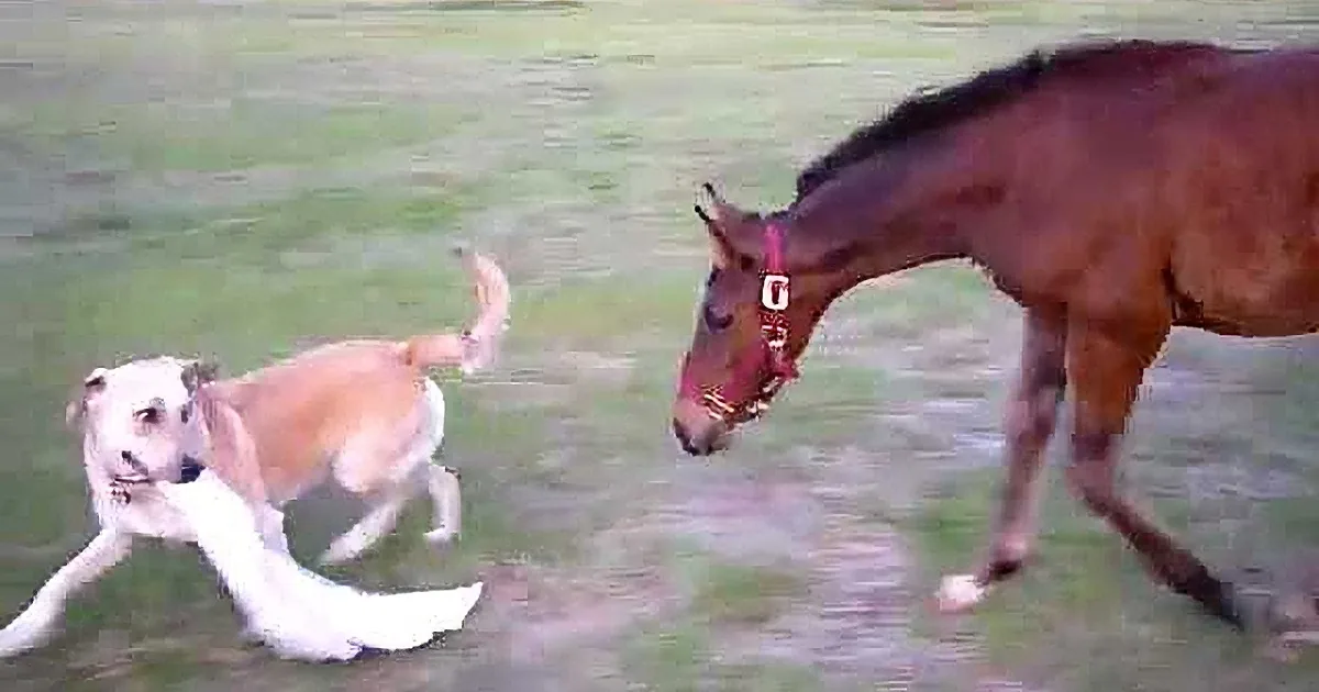 This Dog Wants to Play Tag With the Horse, but When the Horse Does This I Couldn''t Stop Laughing!