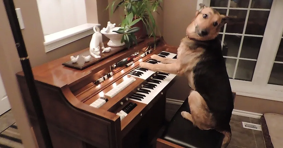 This Dog Is Playing the Piano When She Makes a Mistake, I Can''t Believe What She Does Next... Rolf!