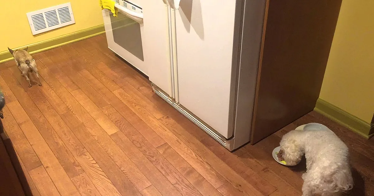 These Two Dogs Are Busy Eating From Their Bowls When One of Them Does This! OMG so Cute!
