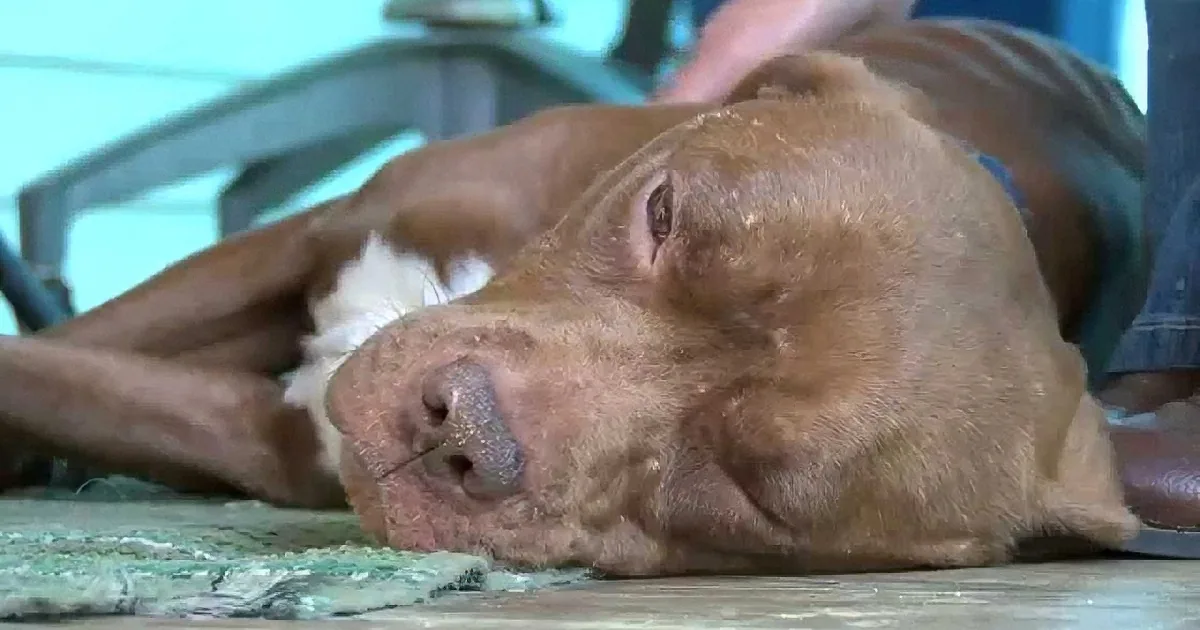 This Pit Bull Was Kidnapped and Trapped in a Dog Fighting Ring Until This Happened! I''m in Tears!