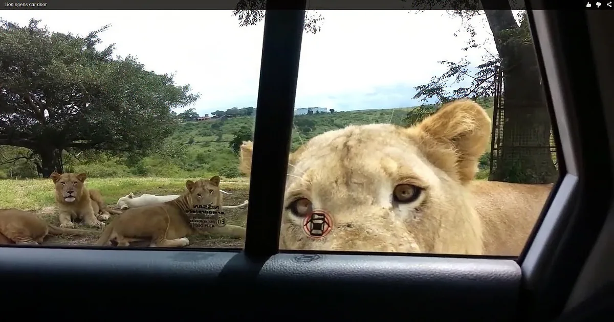 A lion curiously leans into a car window, surrounded by other lions in a grassy field.