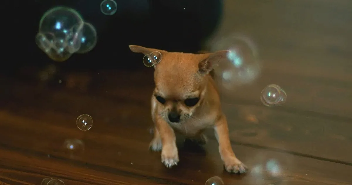 A curious chihuahua puppy explores soap bubbles on a wooden floor.