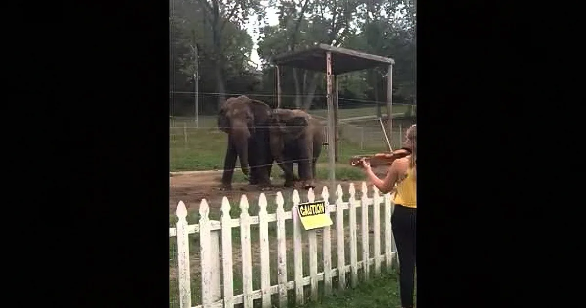 This Lady Plays Some Bach for Two Elephants and What They Do Will Blow You Away! Absolutely Incredible!
