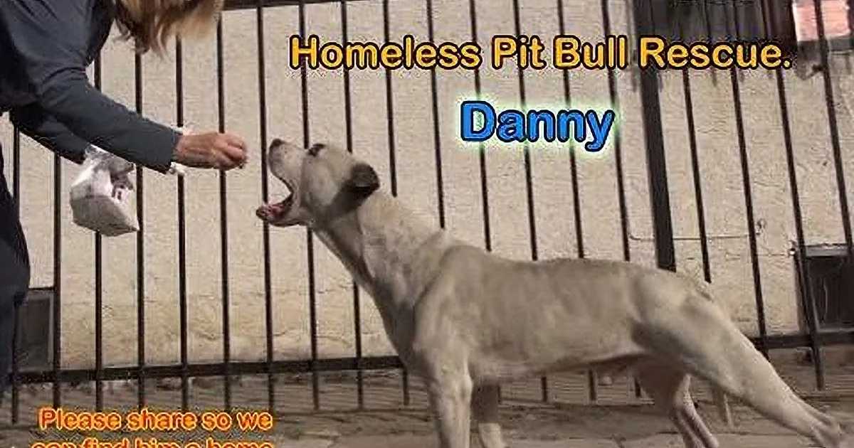 This Pit Bull Was Living on the Streets Until These People Showed up and Did This!