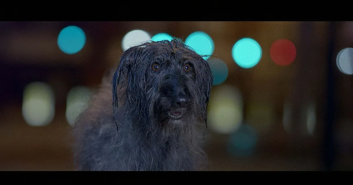 A scruffy, wet dog with dark fur and brown eyes gazes upward against a blurred background of colorful lights.