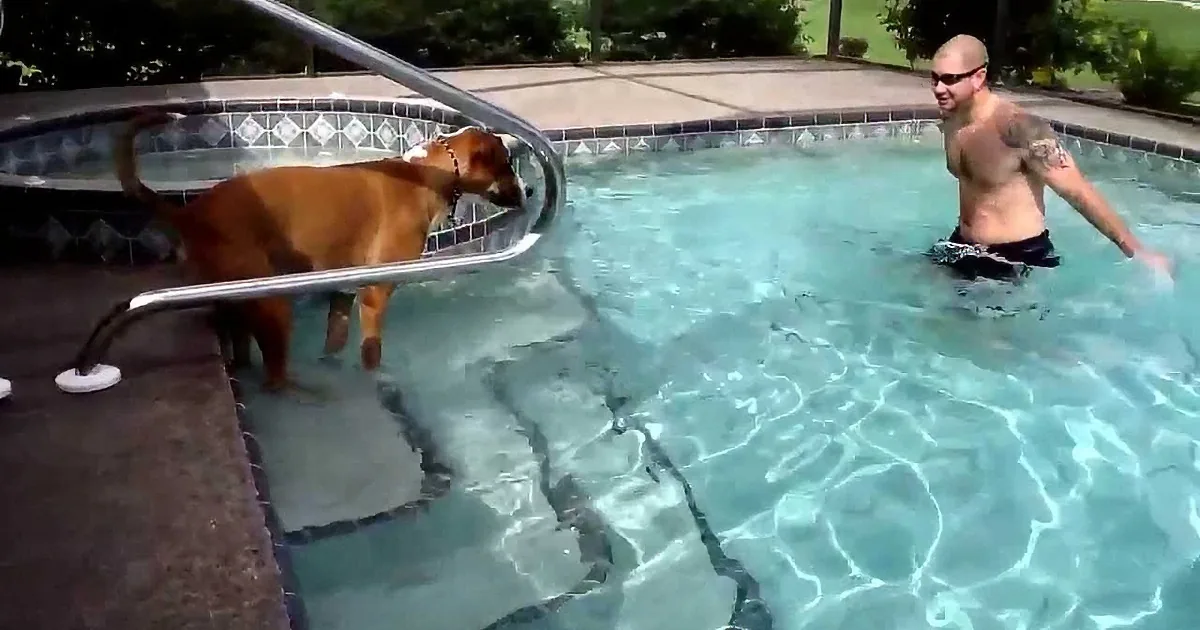 This Dog Really Wants to Jump in the Pool, but He''s Afraid Until He Get''s His Courage up. Watch!