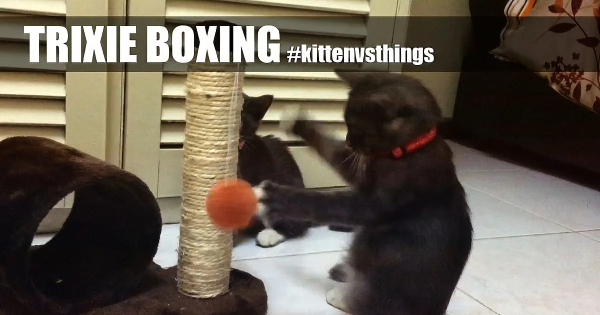 This Kitty Doesn''t Play With His Toys Like Most Cats, He''s Practicing to Be a Boxer! Cute!