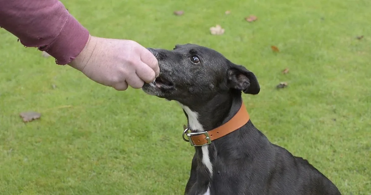 A black dog with a brown collar is being petted by a person's hand in a grassy field.