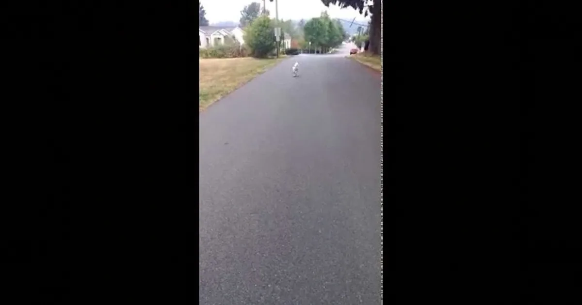 Abused Dog Lost His Front Paws in a Fire, Gets Prosthetic Paws! Watch How Happy It Makes Him!