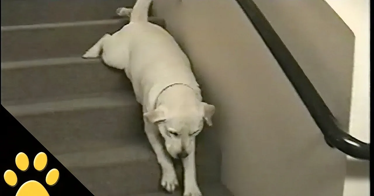 A white dog is climbing up a set of stairs, struggling with its hind legs.