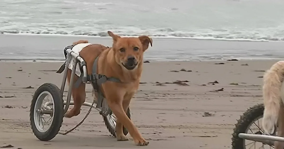 Woman Runs a Shelter for Dogs With Disabilities!