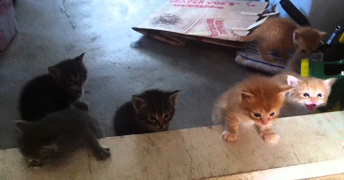 These Kittens Are the Cutest You''ll Ever See!