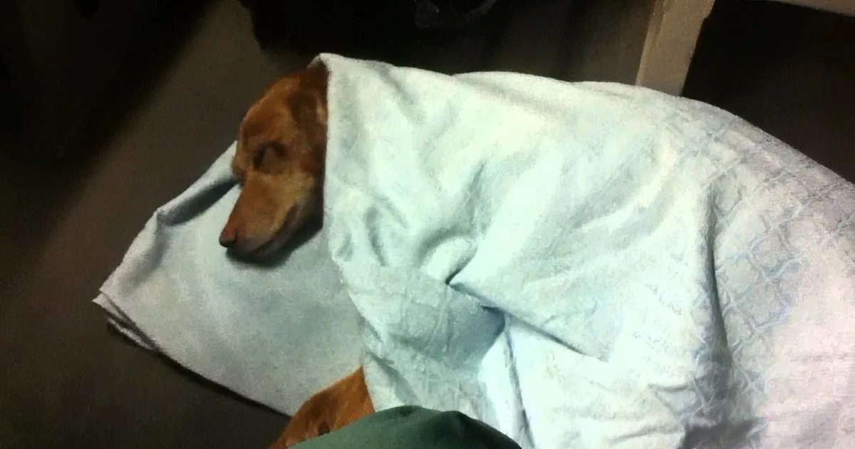 A dog is partially covered by a white blanket, peeking out with its head visible.