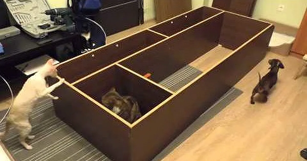 Overturned Cabinet or Fun House? These Cats Decide! Absolutely Adorable!