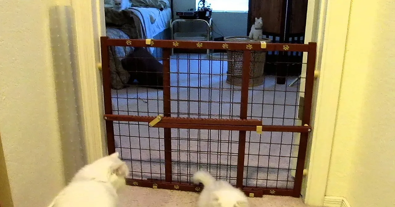 Escape Artist Cat Shows Her Kitten How!