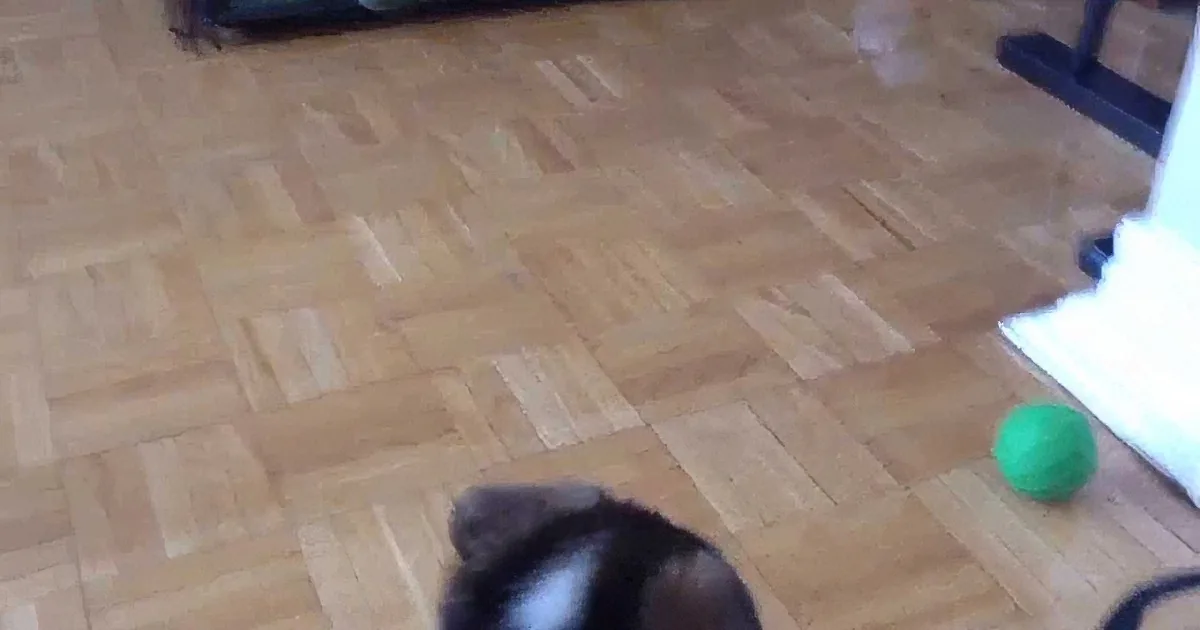 This 9 Week Old Corgi Puppy Is Given a Ball With a Bell Inside. His Reaction? Absolutely Hilarious!