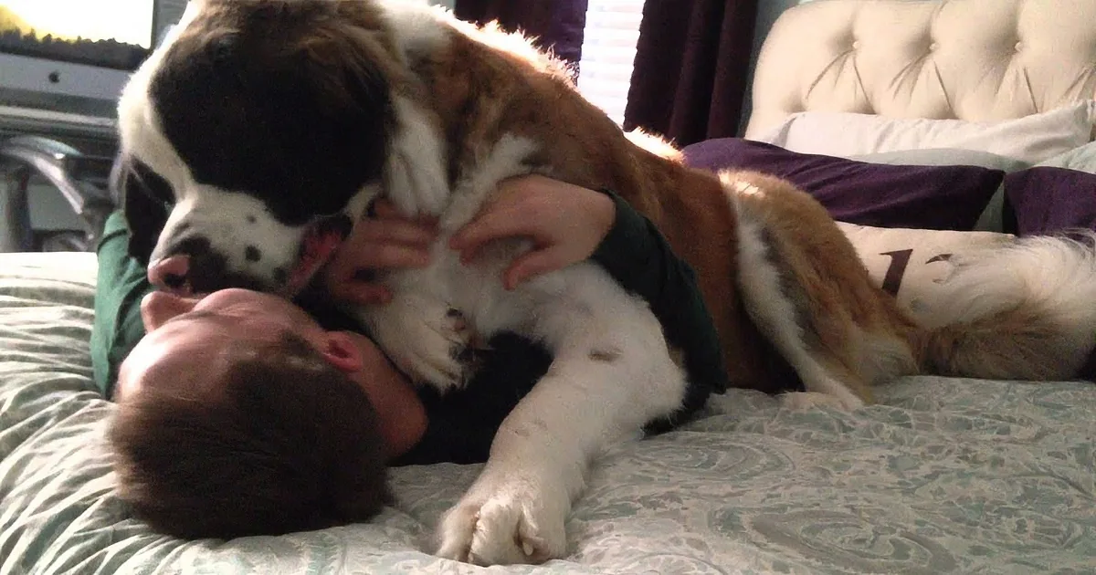 Most Cuddly Saint Bernard Forces His Dad Into a Big Hug... Too Cute for Words!
