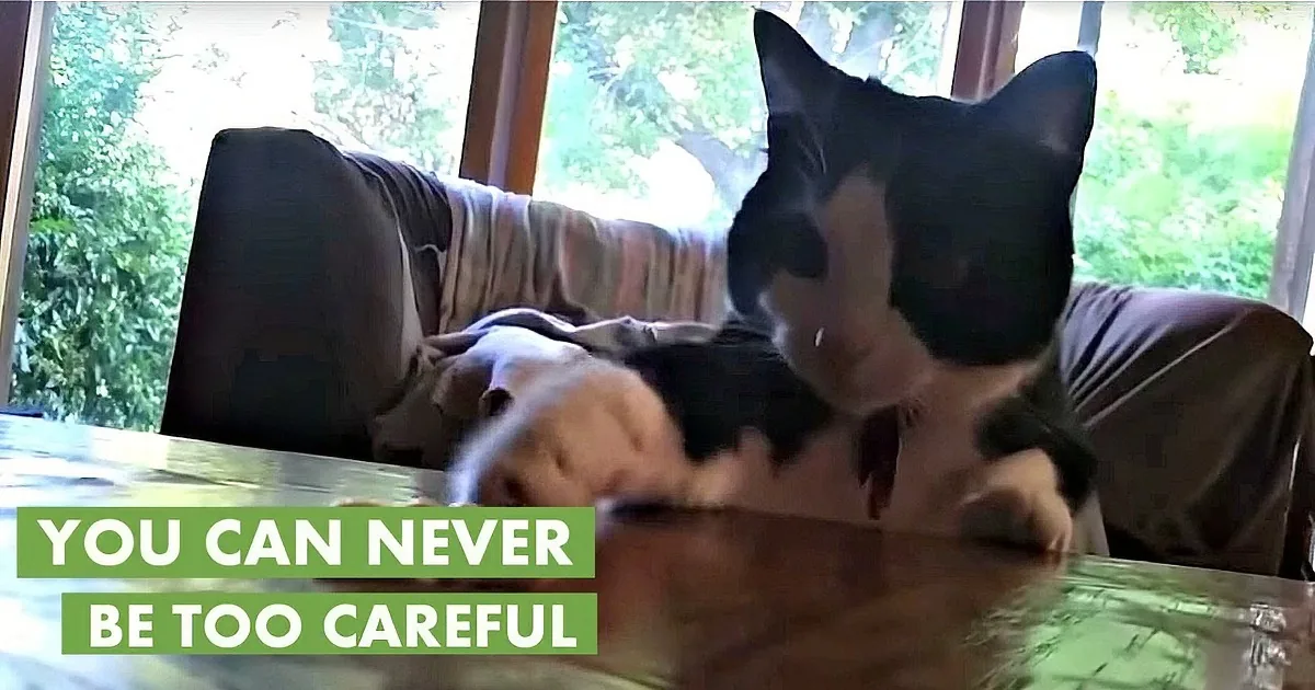 This Cat Doesn''t Know What to Make of This Left Over Pasta Dish! Hilarious!