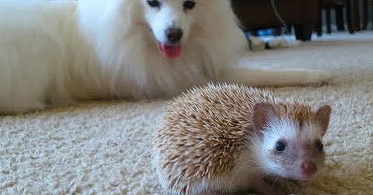 Watch This Video of a Baby Hedgehog and His Puppy Brother Hang out Together... so Sweet!