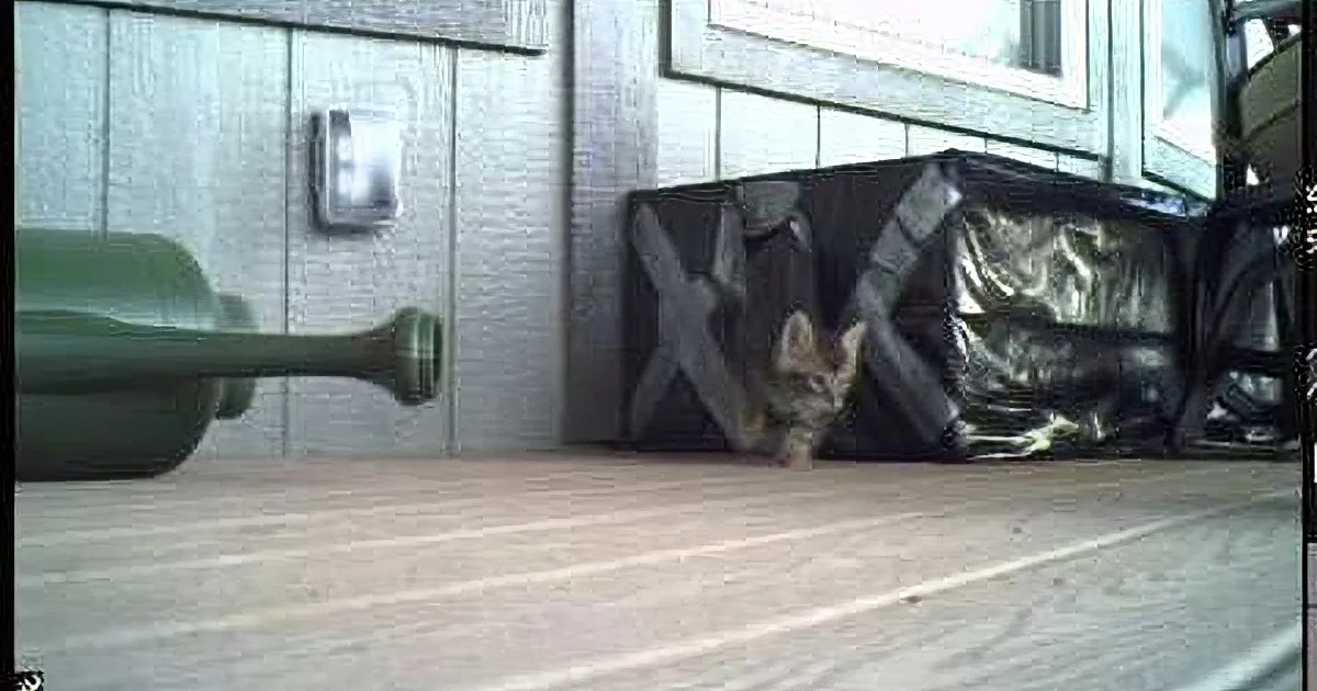 First One, Then Another, Then Another, How Many Kittens Can Come out of One Box?