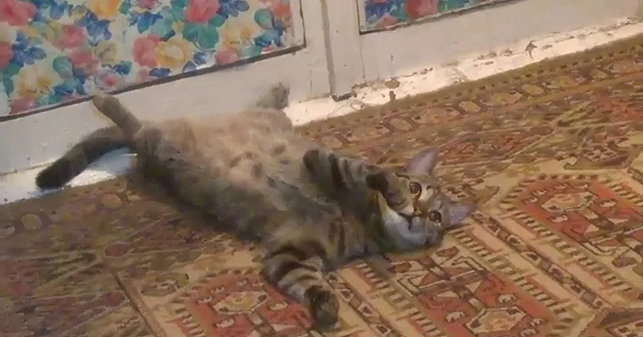 Amazing Ninja Cat Shows off His Moves!