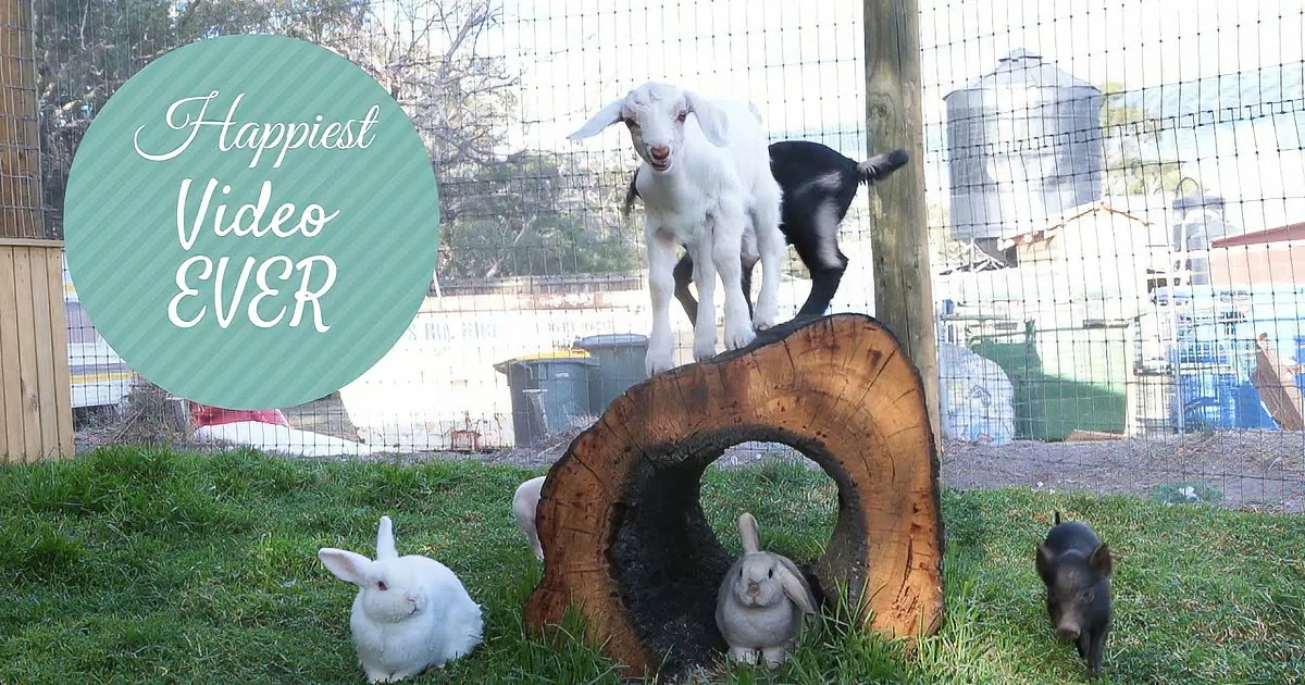 Two goats and three rabbits play on a tree stump in a fenced yard.