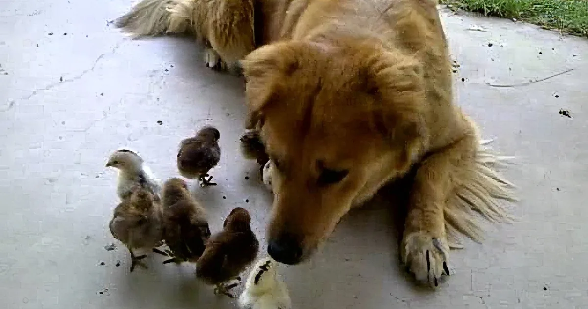 Ten Baby Chicks Ambushed This Dog, but Watch What She Does Next!