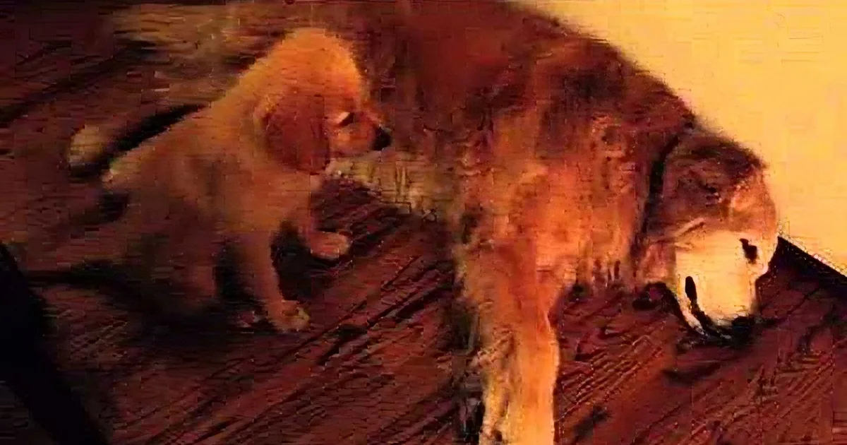 These Two Dogs Are Sleeping Side by Side When One of Them Starts Having a Nightmare. Now See What the Other Dog Does! so Cute!