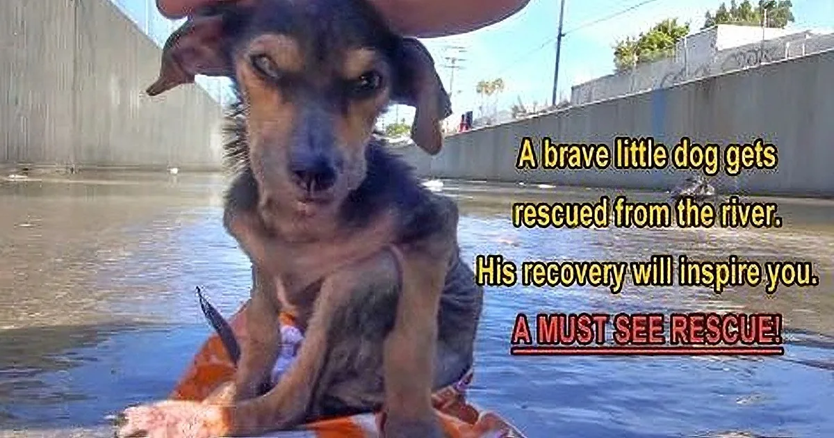 A dog, rescued from a river, sits in an orange life vest, looking up with a hand on its head.