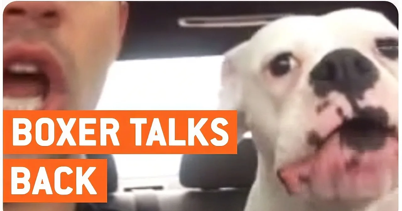 This Owner Starts Yelling at His Dog and You Won''t Believe What the Dog Does Afterwards. so Funny!