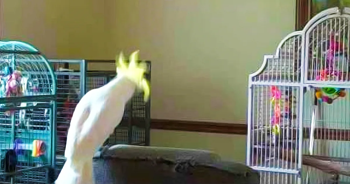 Every Time a Michael Jackson Song Comes on the Radio, This Parrot Starts Rocking Out