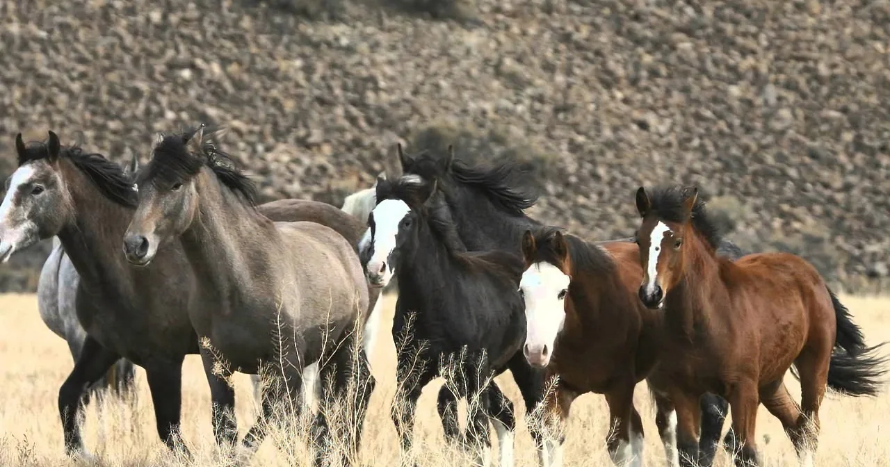 A group of horses with varying coat colors runs through a dry, grassy field.