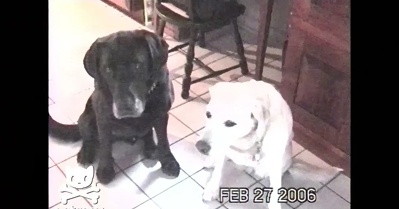 She Asked Her Dog Where His Girlfriend Was. How the Pooch Replied? You Won''t Stop Laughing!
