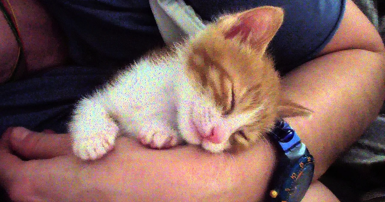 It''s Nap Time, and What This Pet Parent Does for Her Kitten Is Purrrtastic! Adorable!