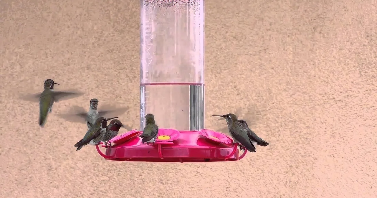 These Hummingbirds Are Enjoying a Quiet Lunch When Someone Decides to Crash Their Meal!
