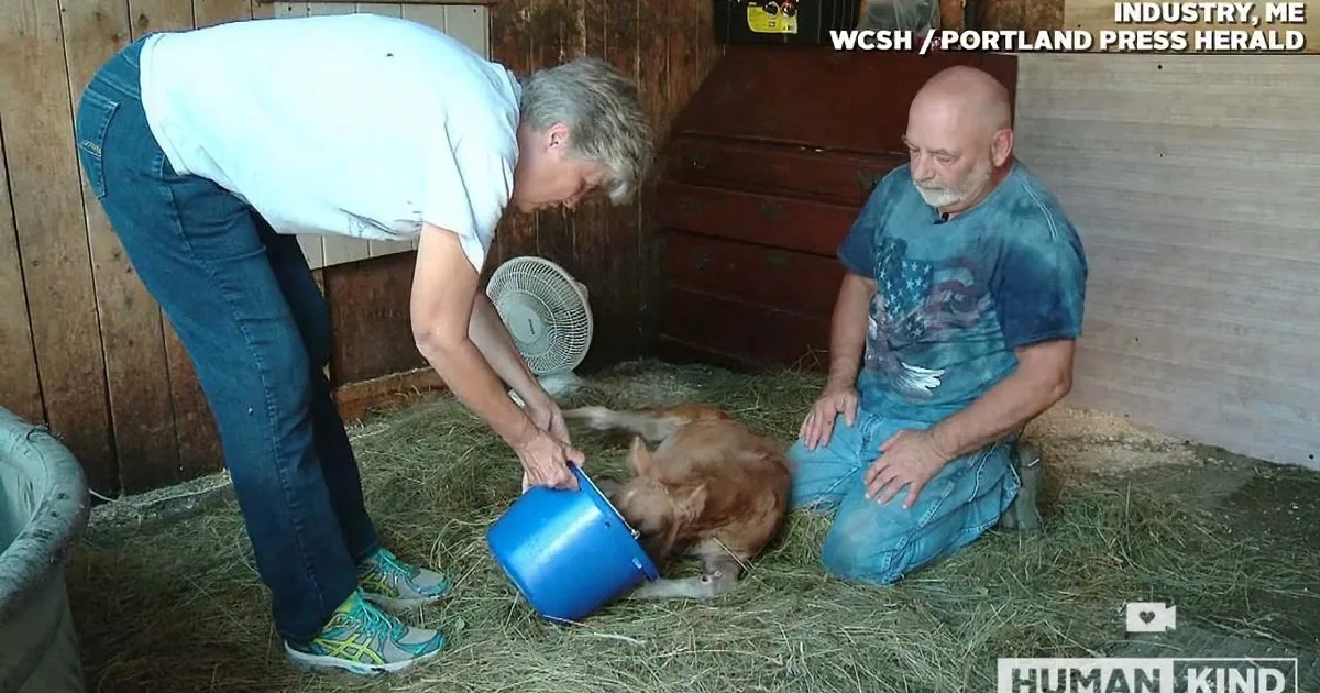 A woman pours water from a blue bucket into a baby calf's mouth as a man watches in a barn.