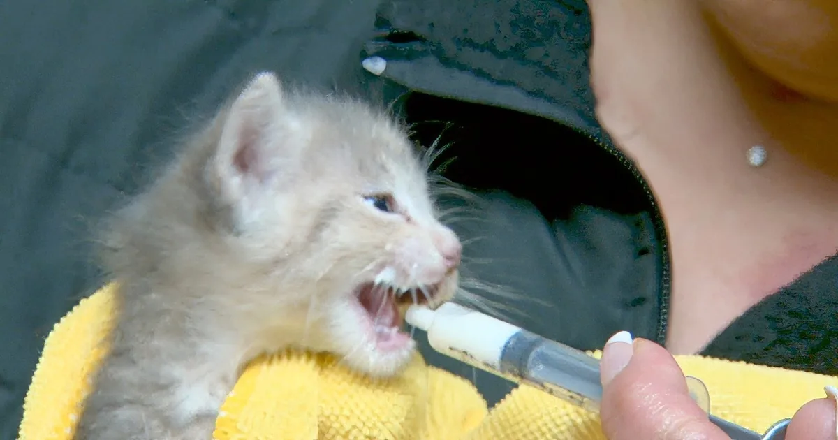 This Lady Was Handed a Kitty That Didn't Want to Eat! Watch What She Does Next! Thank Goodness!