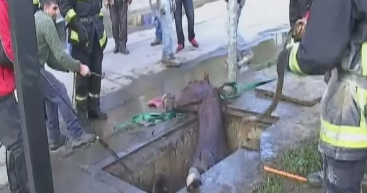 A Passing Car Scared This Horse so Much the Horse Jumped Into a Well. What Happened Next, Amazing!