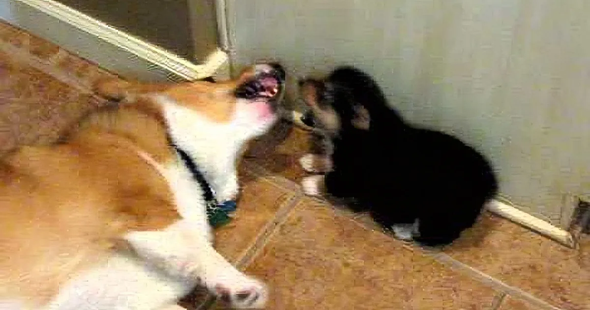 These Two Dogs Are Having a Shouting Match When One of Them Decides to End It by Doing This! I''m Dying!!