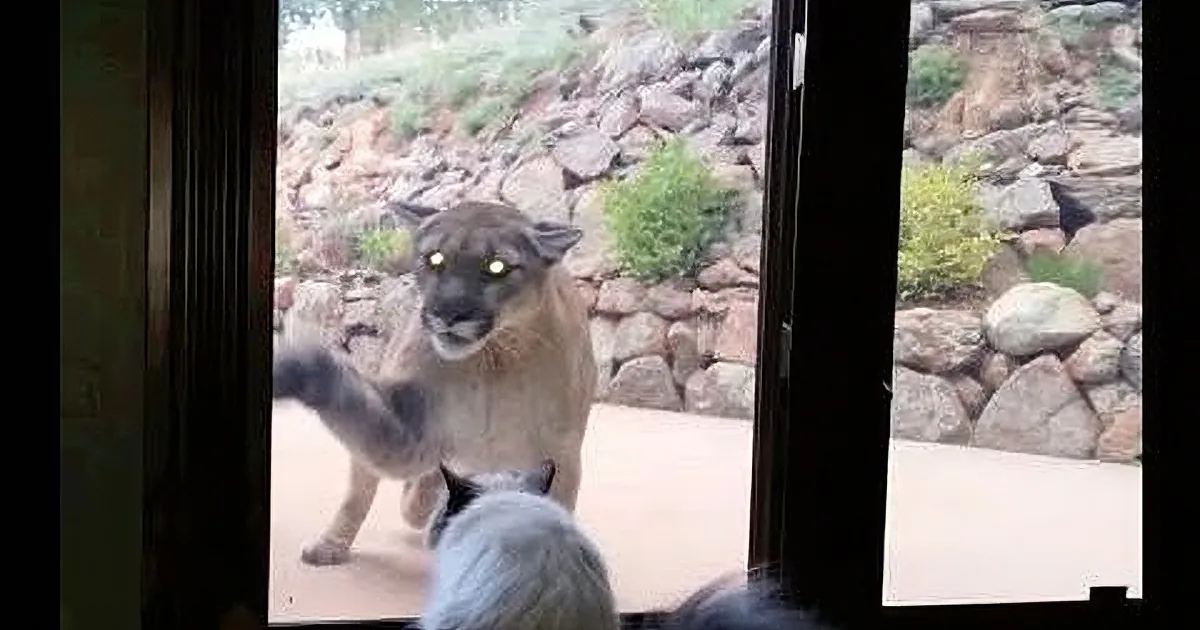 A large, light-colored cat with glowing eyes stands outside a door, while a smaller cat with a white tail looks up at it.