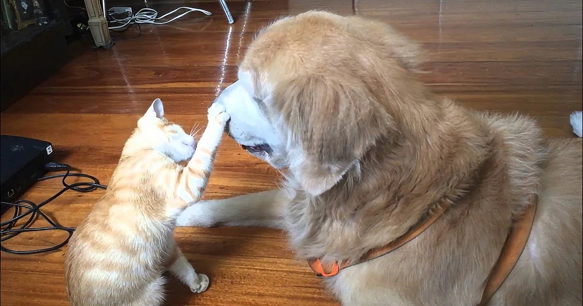 A golden retriever and a tabby cat interact on a wooden floor, with the dog gently holding the cat's paw.