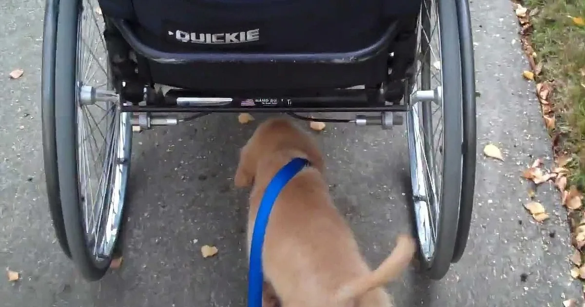 Golden Retriever Puppy Walks Himself!