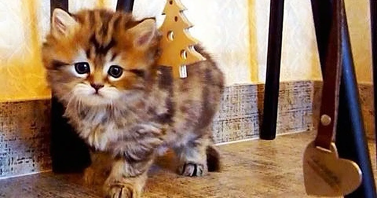 Kittens Plus String Equals Cuteness Overload!