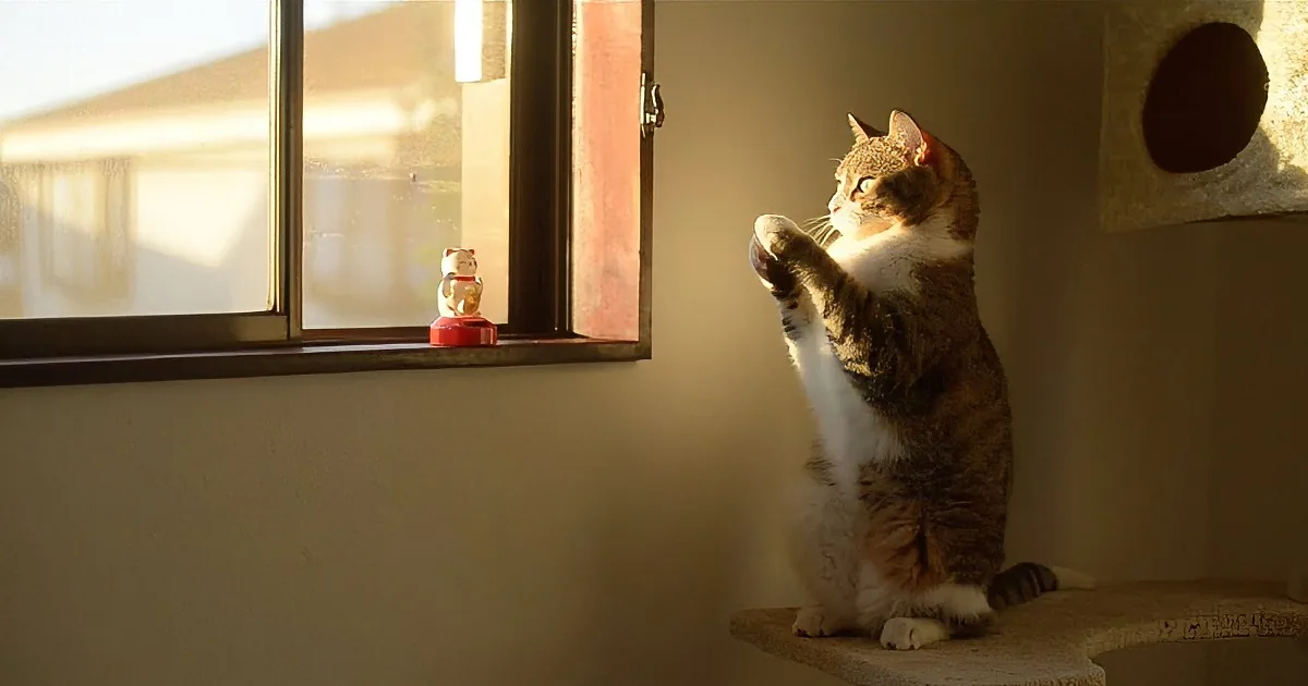 Cat Sees Another Cat in the Window. What Happens Next? Hilarious!