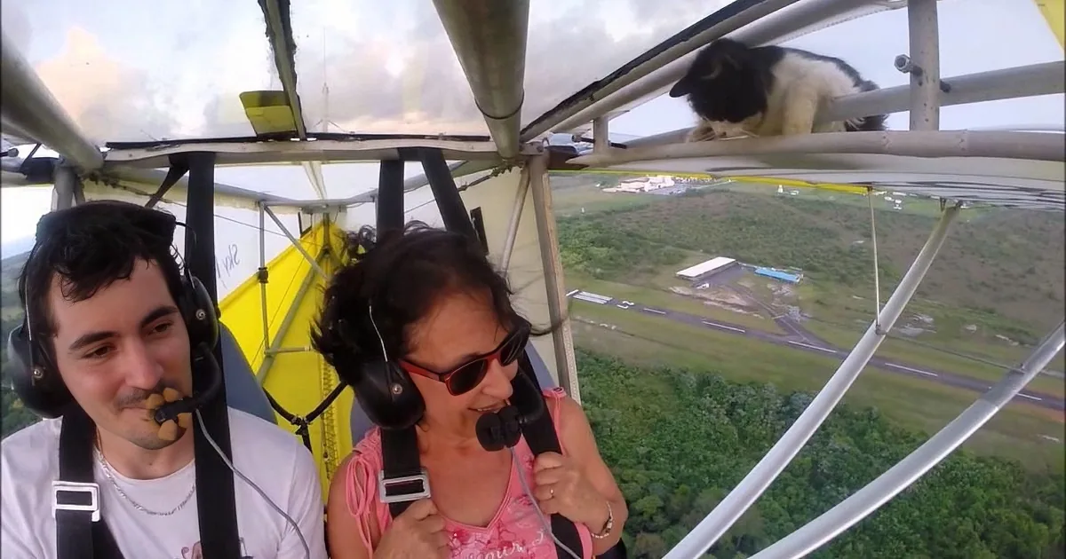 Cats Get Into Everything! Even the Wings of This Small Plane!